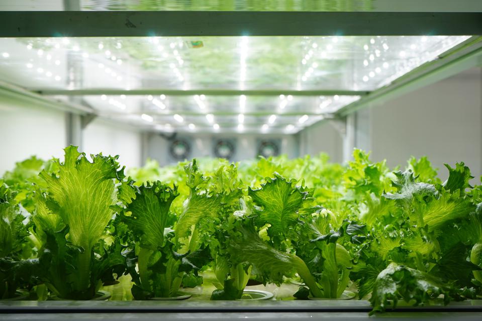 companies-invest-in-vertical-agriculture-kalera