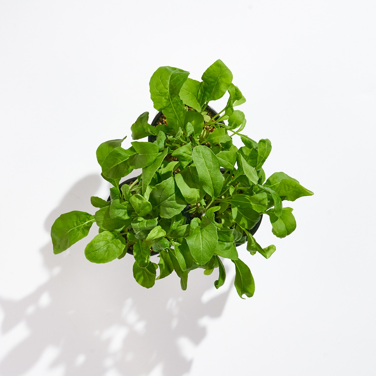 Product Image of Greens